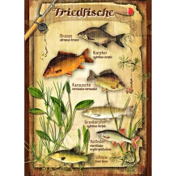 Blechschild (Friedfische)