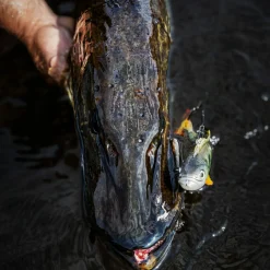 Pulz Bait Perch Skinz (Firetiger)