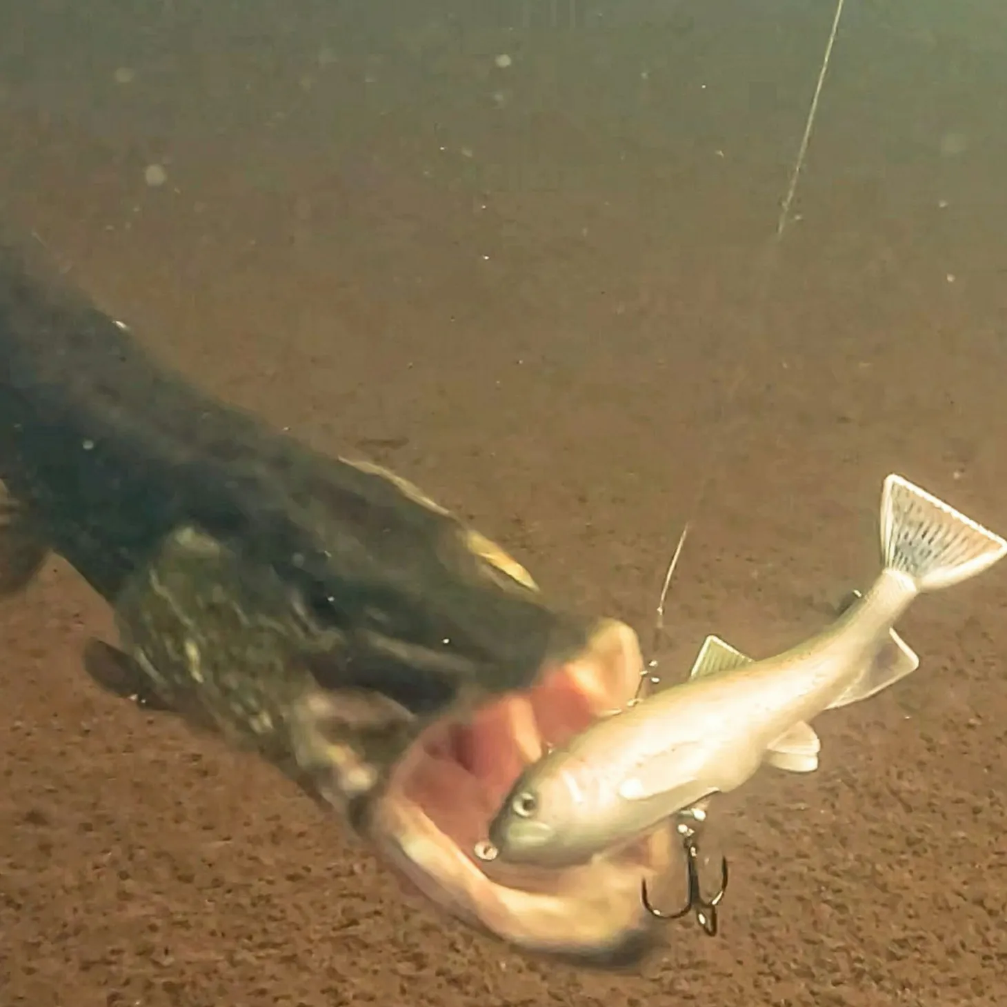 Pulz Bait Trout Skinz (Arctic Char)