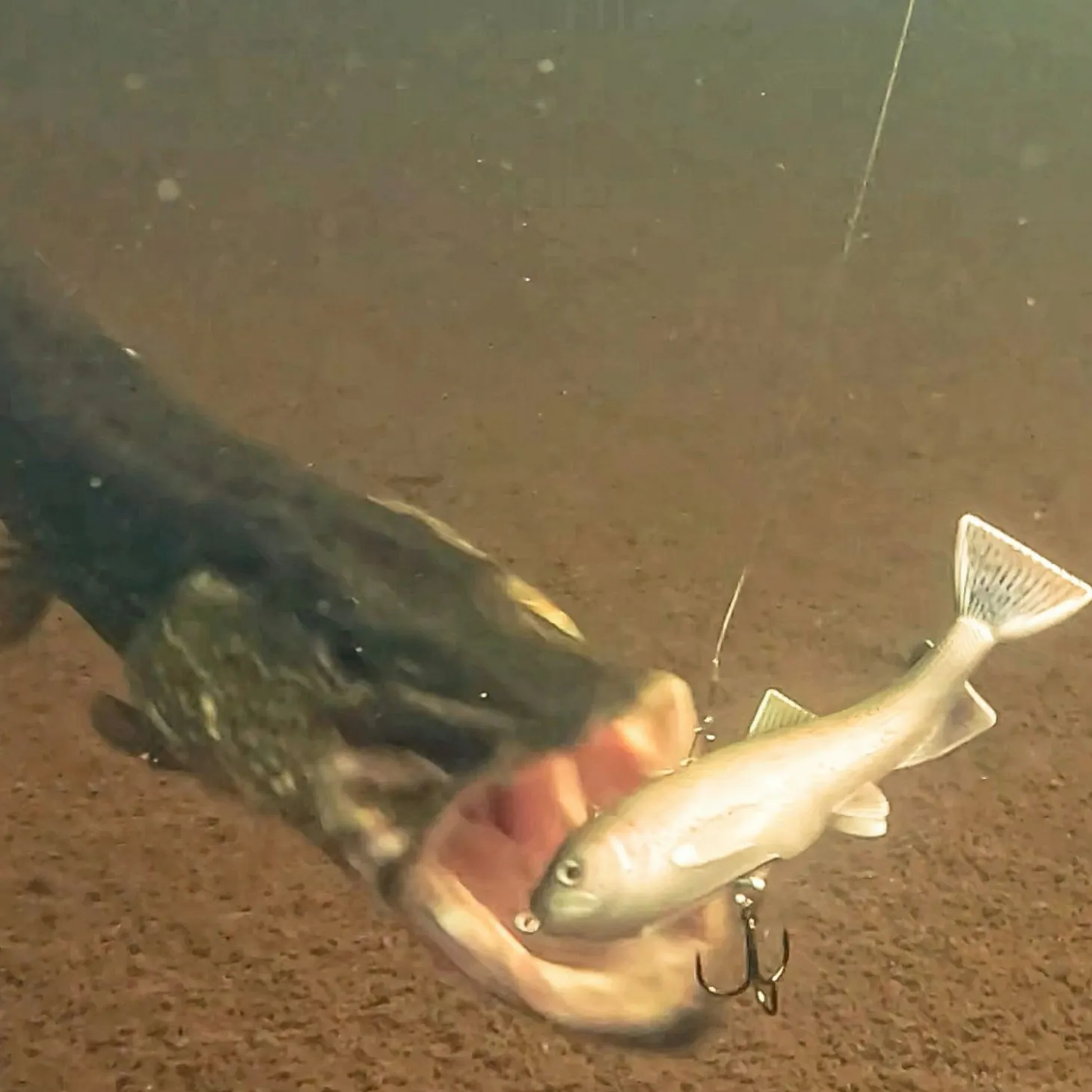 Pulz Bait Trout Skinz (Rainbow Trout)