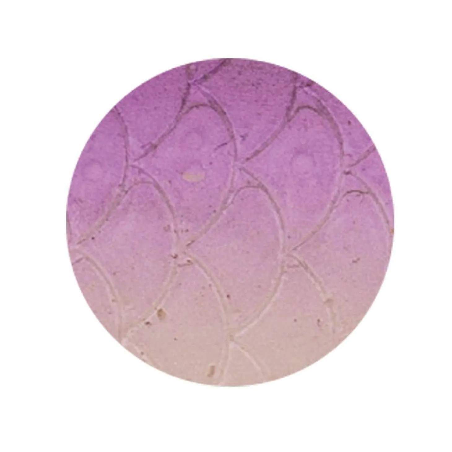 Zeck Zander Pelagi (Vio Pearl)